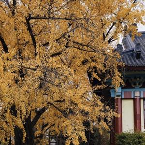 木兰文史天地 头像