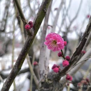 天行者之九歌 头像