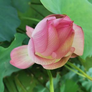 一往无前繁华落尽 头像