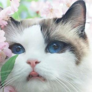 猫咪说情感 头像