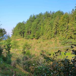 我从大山走来 头像