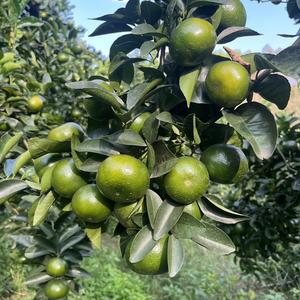 田态肥农业问与答 头像