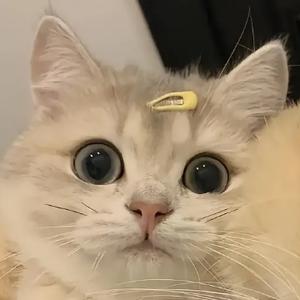 小蔷薇饲养员 头像