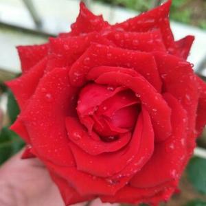 花无缺家的花 头像