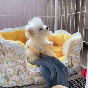 奶茶猪日常记录 头像