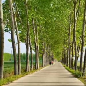 行走乡村记实 头像