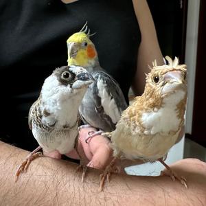 哲哥手养鸟 头像