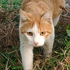 种花猫 头像