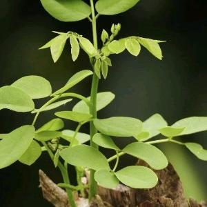 汉字真奇妙 头像