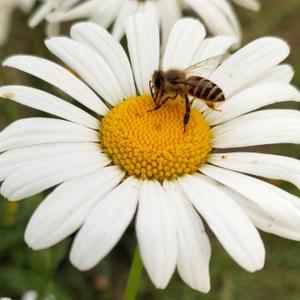 成都升学咨询任珀莹 头像