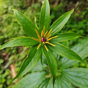 吴药药头像