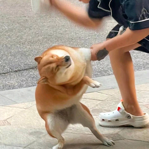 DNF手游诸葛白给 头像