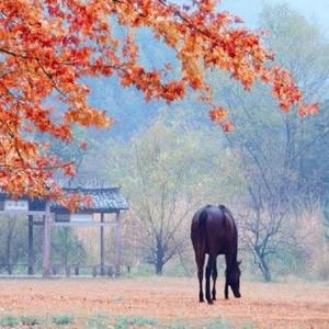 盘河马1988 头像