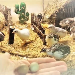 养芦丁鸡的鸡司令 头像