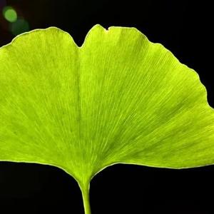 小叶子leaves 头像