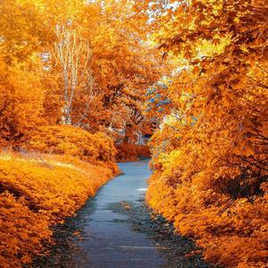 开心的农村强子 头像