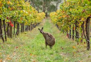 行走中吃吃喝喝 头像