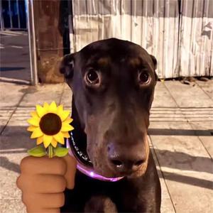 世界真奇妙 头像