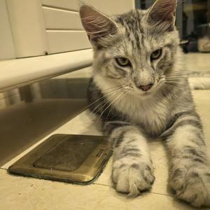 奶斯兔米秋 头像