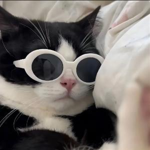 谁动了猫总的鸡腿 头像