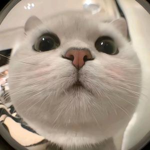 猫meme小短剧 头像