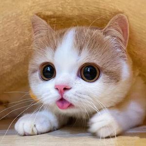 小刘文案馆 头像