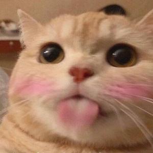 喵脆角咔叽 头像