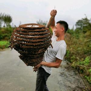 小明胡蜂养殖头像