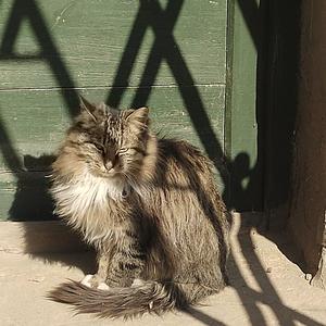 冀．修理工猴子 头像