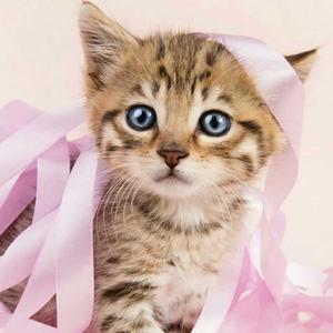 梦幻手游搬砖买馒头 头像