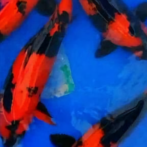 正义凛然勇往直前阿辉 头像