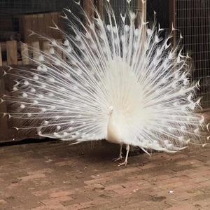 潮流达人戴娜7Z 头像