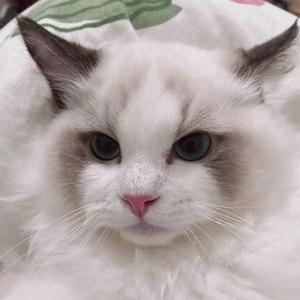 依依的平凡小日子 头像