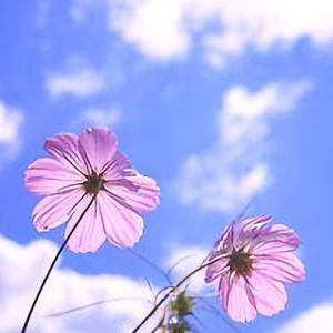 刘老师谈特殊教育 头像