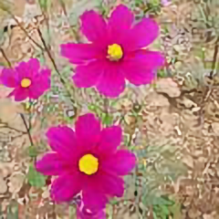 我是裙子呀 头像