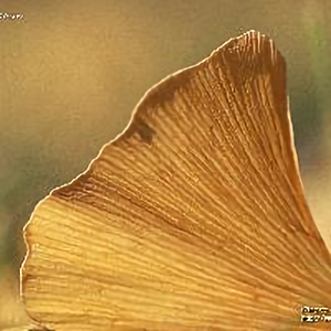 虫鱼的艺文世界 头像