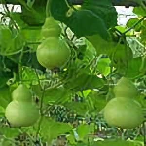 葫芦兄弟ABC