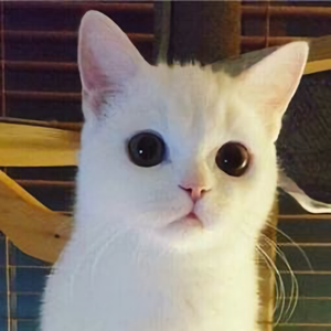 我女儿最喜欢蓝色 头像