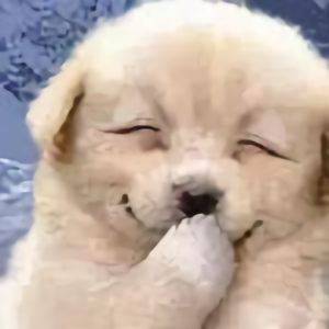 快乐的浪漫骑士