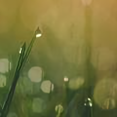 li我爱我家peipei 头像