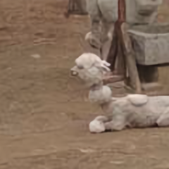 前方有羊驼 头像