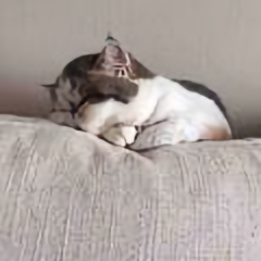 林小蘑菇来啦 头像