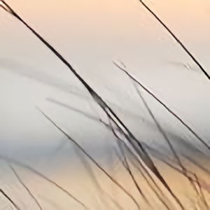 悟空问答 天赋人权和君权神授是根本对立的吗 8个回答