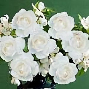 壹零后大小双 头像