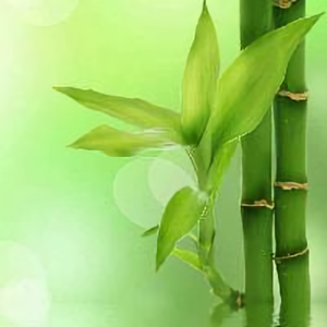 榭寄生 头像