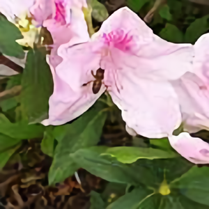 落单的蜜蜂