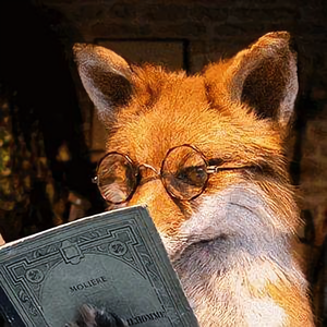 小狐狸看世界 头像