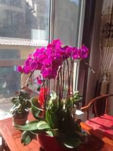 豁达雪碧OYA 头像