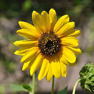 中国老师在中国 头像