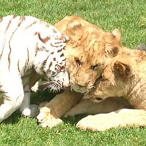 霸气的狮虎豹家族 头像